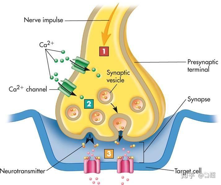 产生一个电冲动,细胞外的钙离子流入该细胞内,促使细胞分泌神经递质