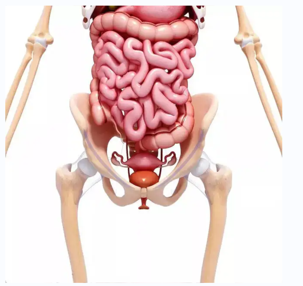 女性盆腔示意图图片