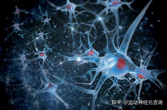 运动神经元损伤的原因是什么? - 知乎