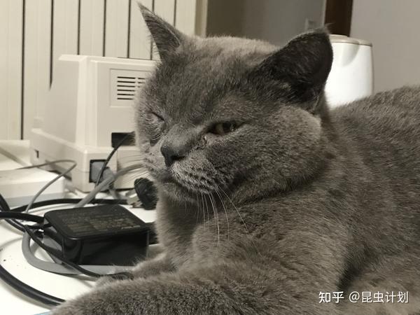 猫咪疾病 免疫缺陷病fiv 真的是致死aids 知乎