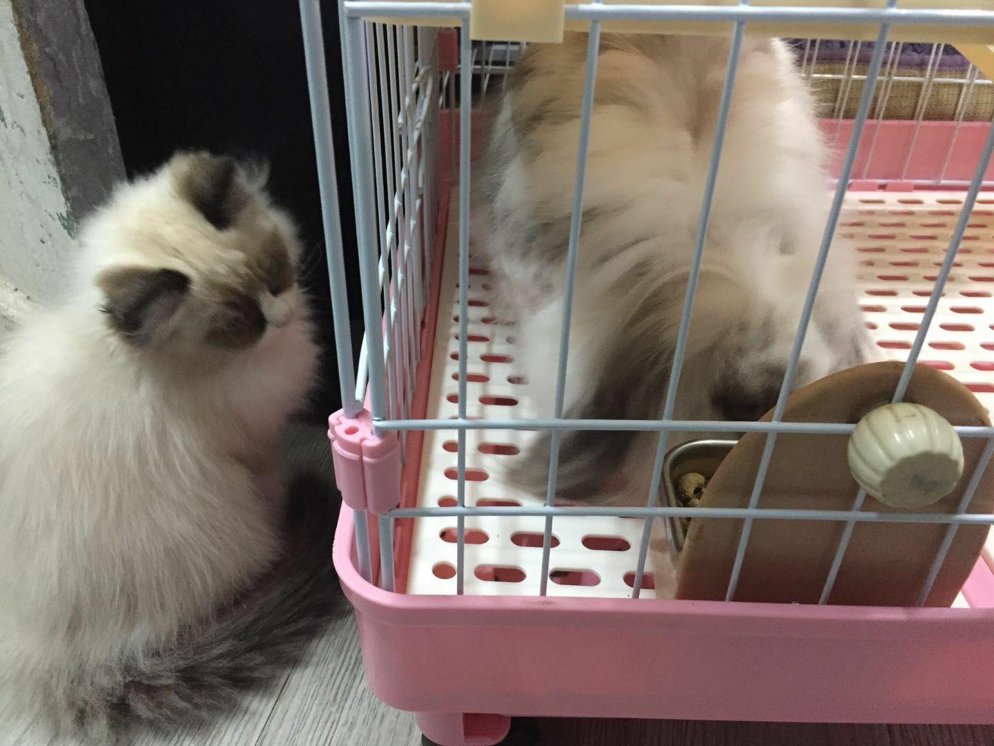 猫和兔子能在一起养吗?