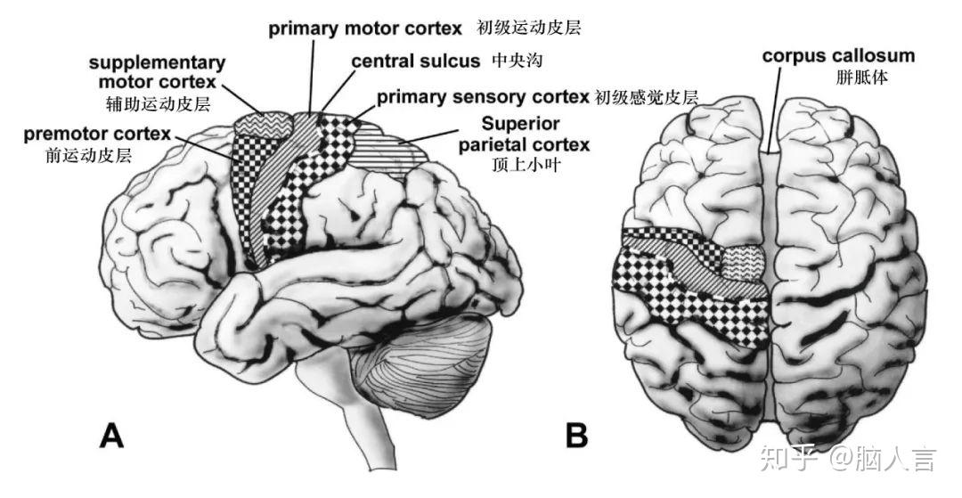 本文提及的运动皮层分区示意图(a.左侧外视图;b.