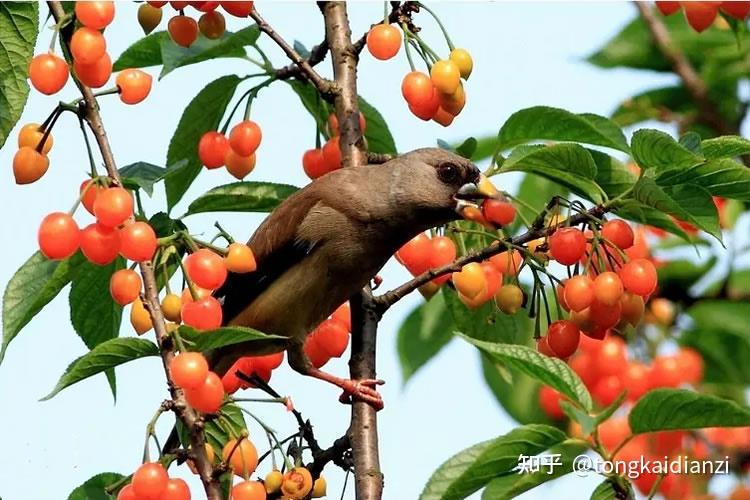 How to repel birds in large orchards, and what kind of bird repellent is effective? 知乎