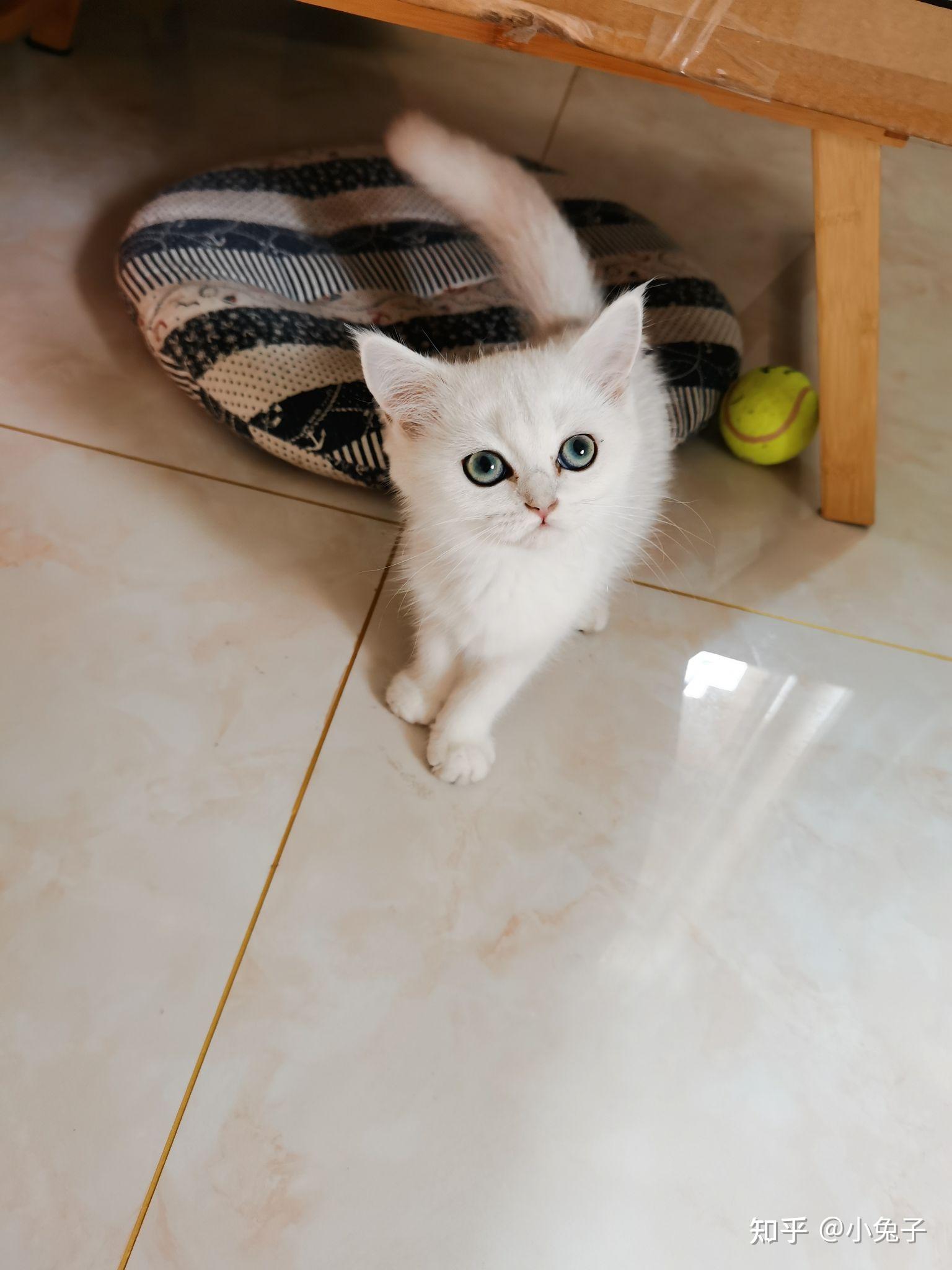 大家帮忙看看这只银点怎么样?