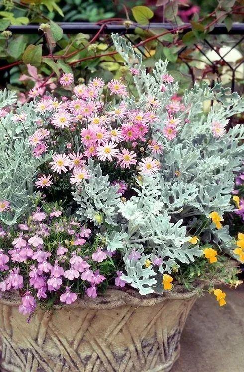 植库夏季的雪精灵银叶菊你值得拥有