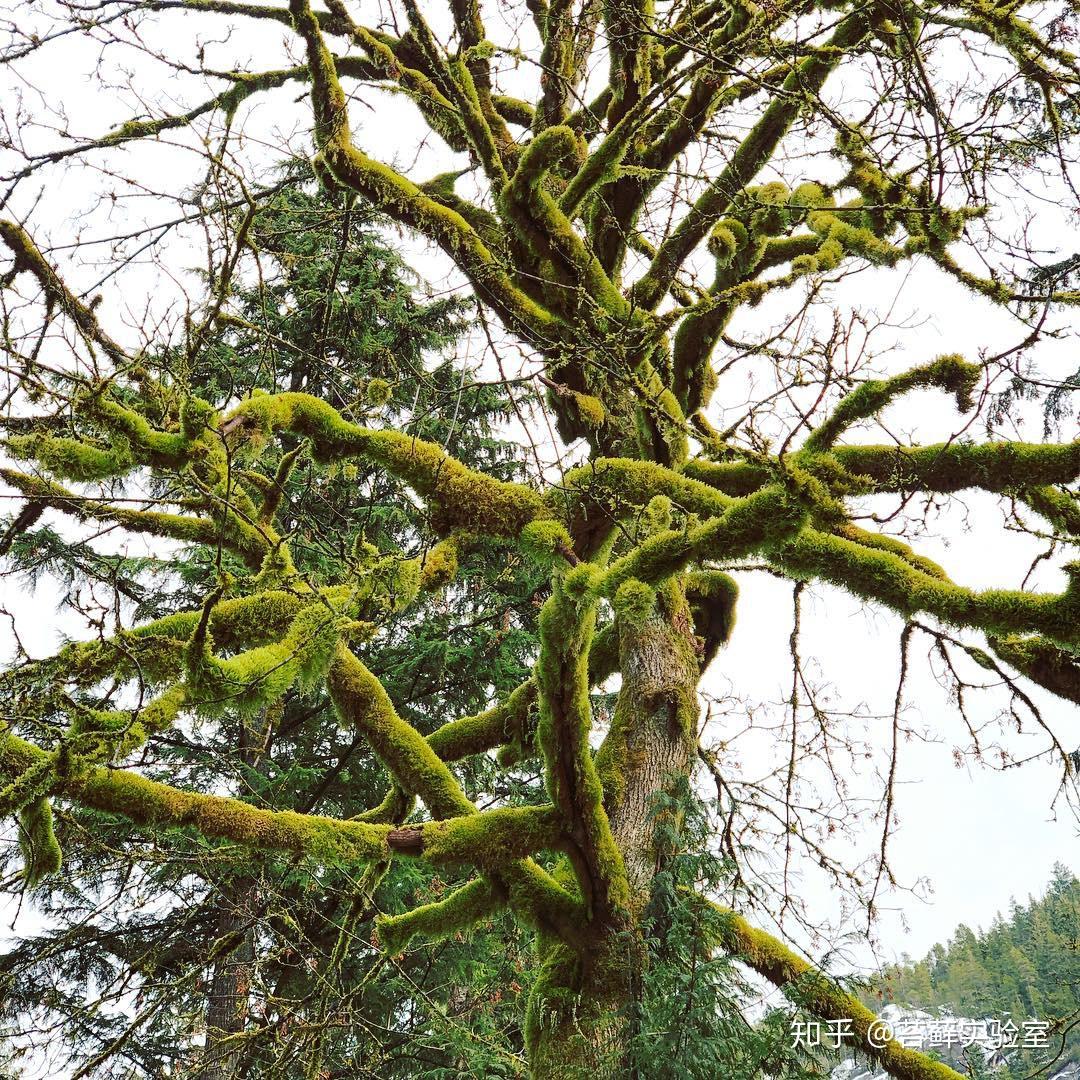 藓为人知如何辨识苔藓植物