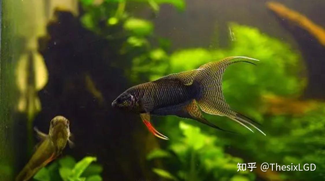 越南黑叉尾斗鱼