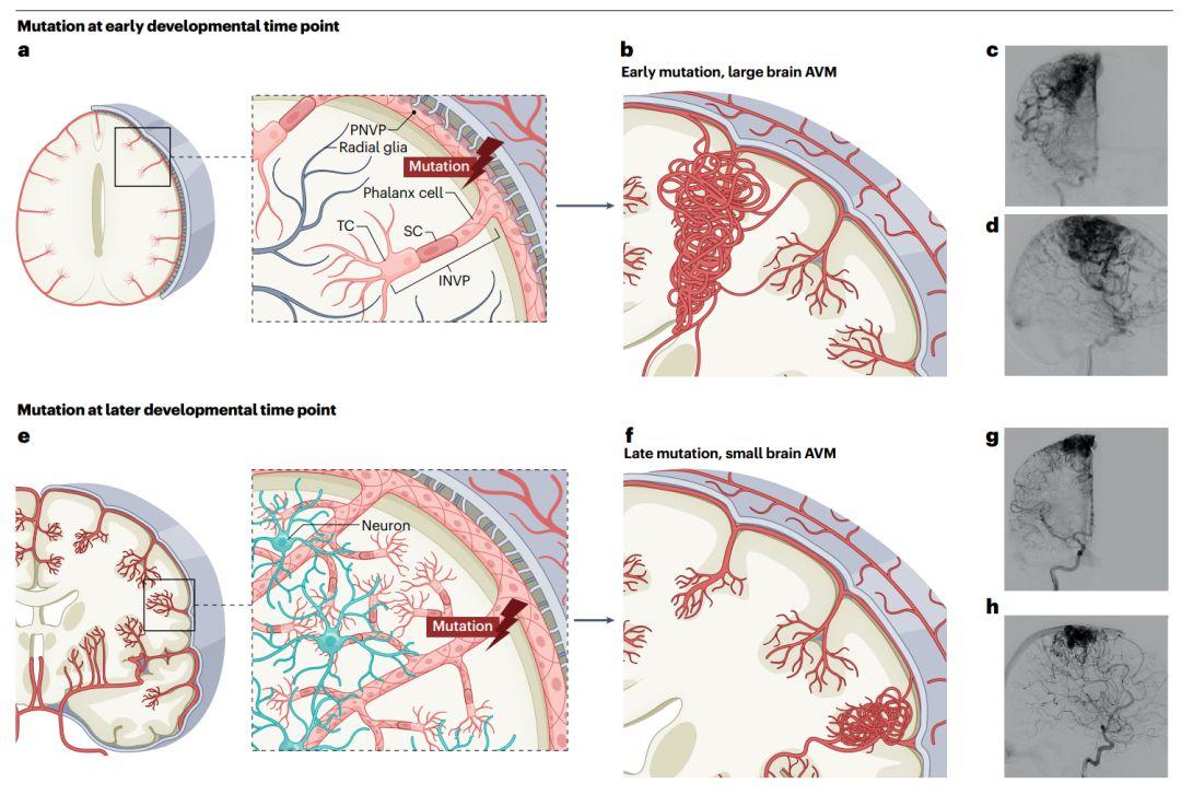 Nat Rev Neurosci重要综述:脑血管系统研究进入单细胞时代 - 知乎