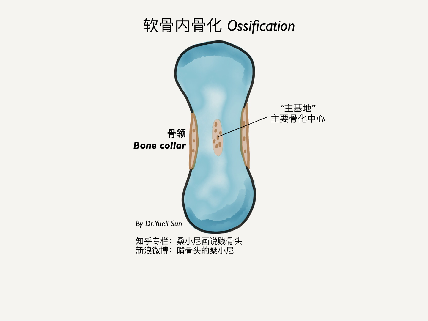 五张图看懂骨骼生长发育 - 知乎