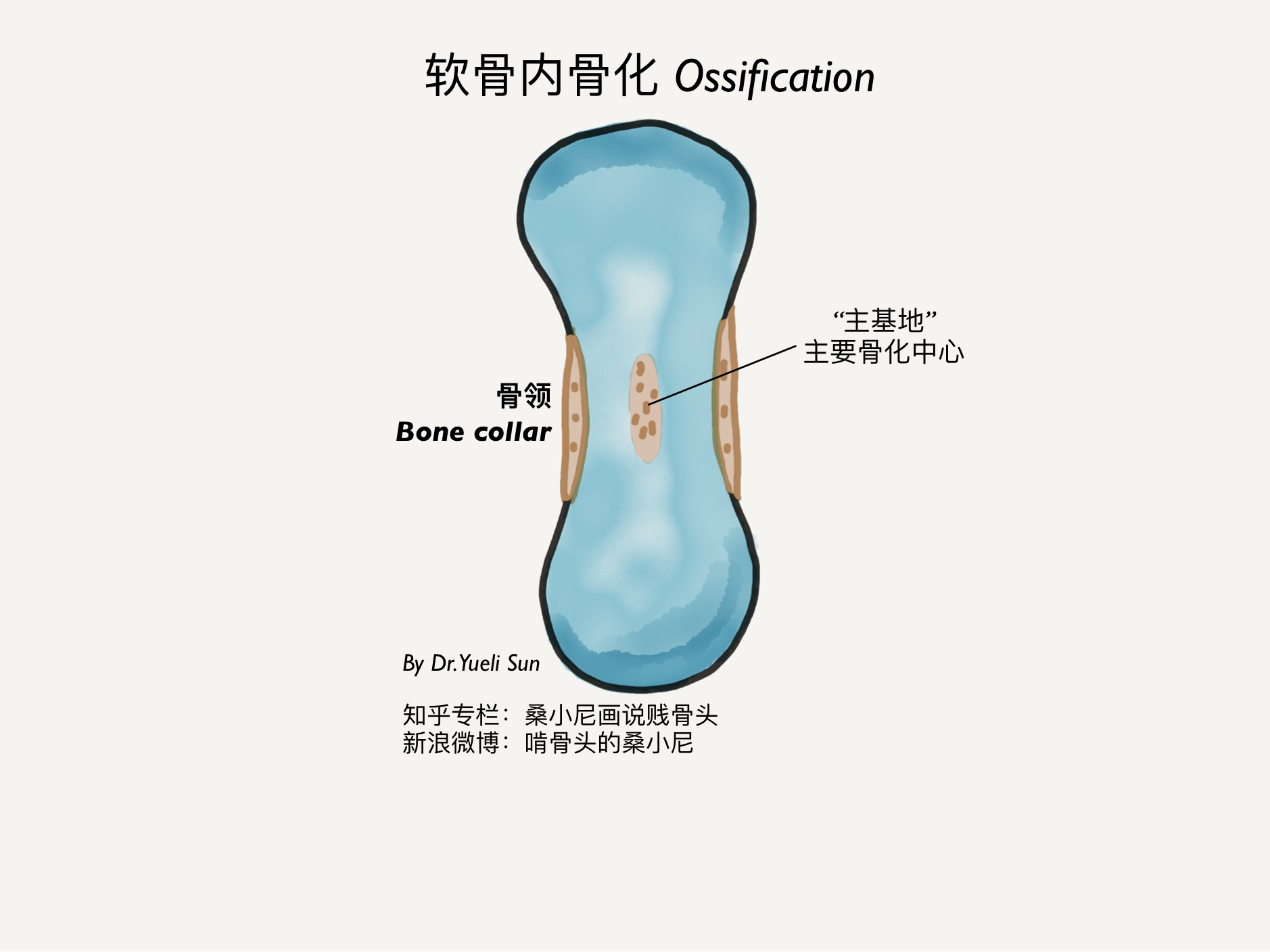 为什么骨骺线闭合后就长不高了？ - 知乎