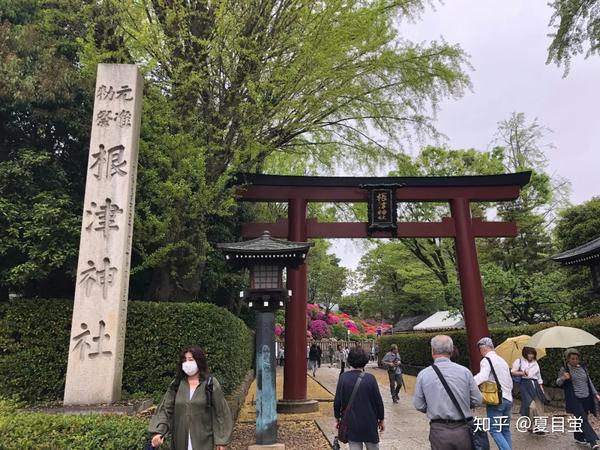 东京 根津神社 杜鹃花丛中的散步 根津神社 花土网络