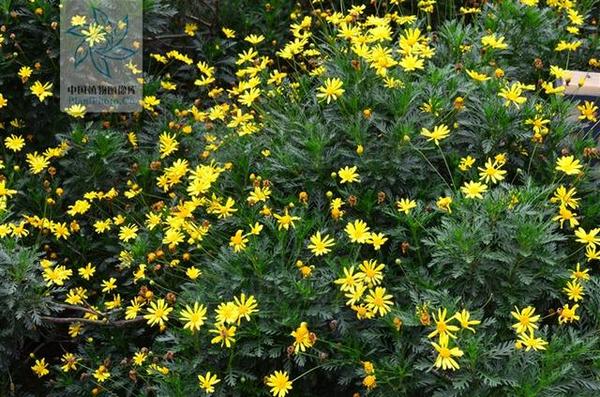 被那些小黄花整晕的一天黄金菊木春菊茼蒿菊真的把我认晕了
