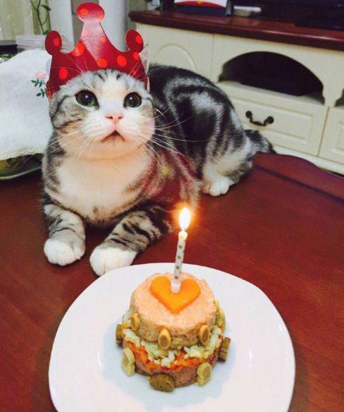 你知道吗,猫咪也是需要过生日的!