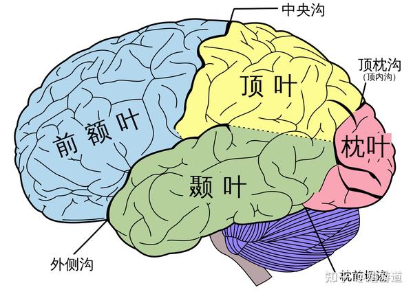 大脑的结构以及神经系统 - 知乎