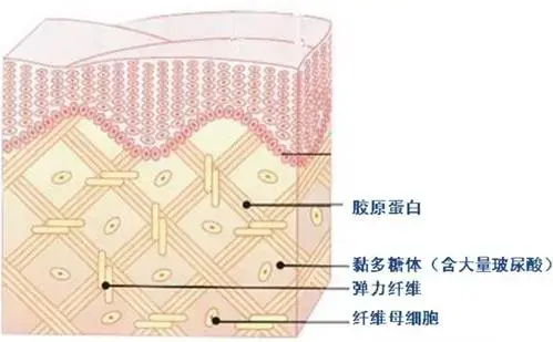 自体纤维母细胞皮肤抗衰首选
