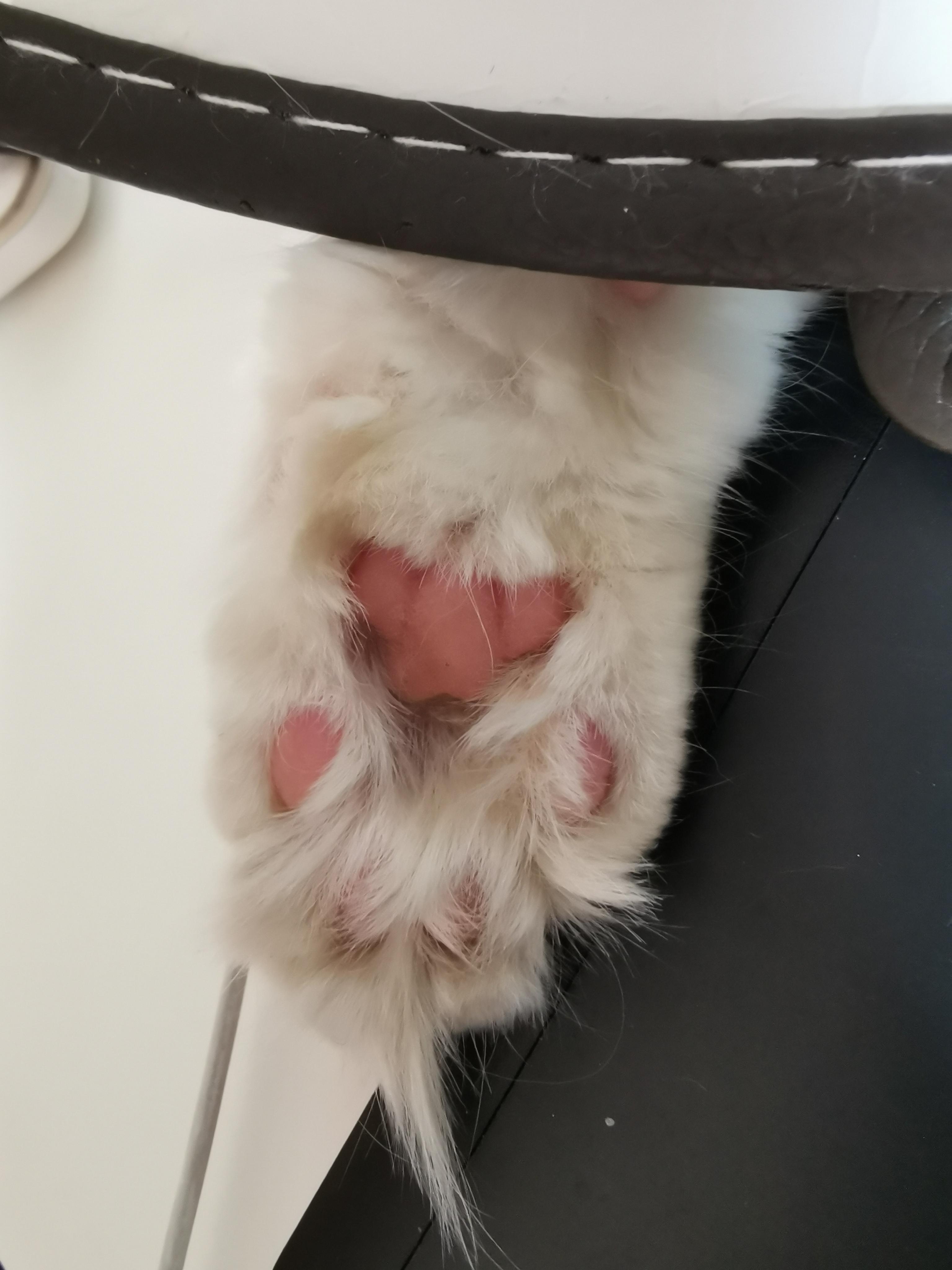为什么猫的反应速度比人快,但是逗猫的时候看