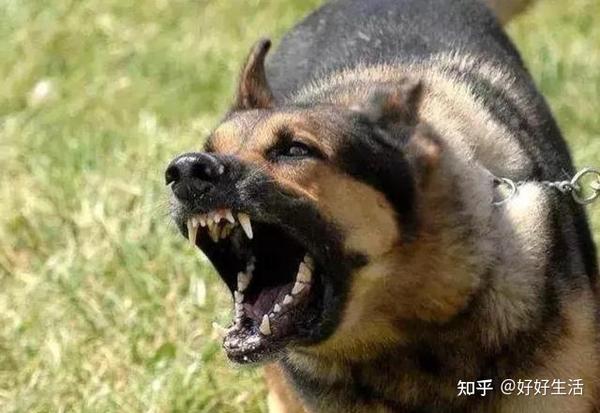 狗狗“半夜”狂叫,这6大原因,你可别再忽视了! - 知乎