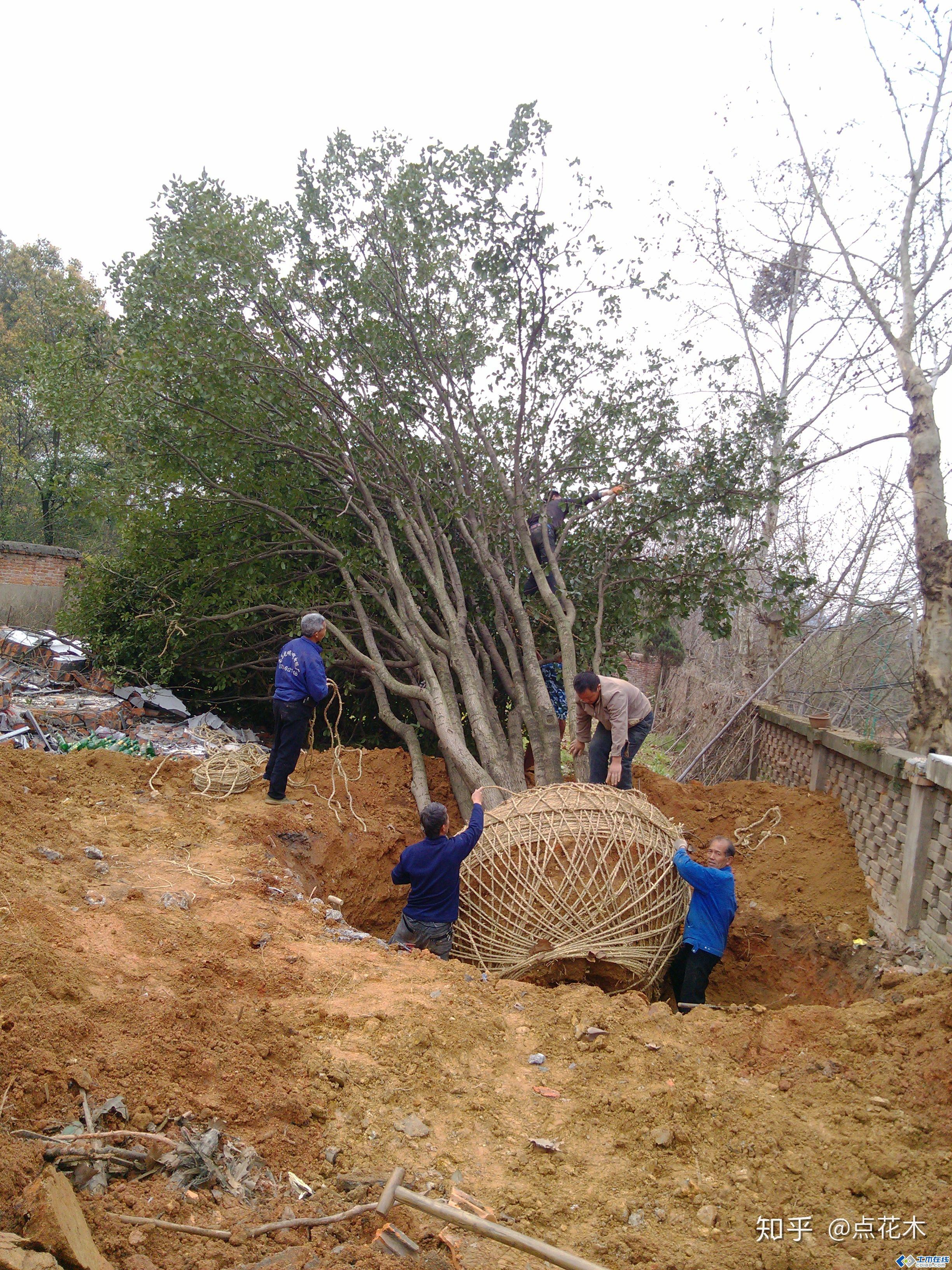 掌握全冠移植大树技术成活率杠杠的