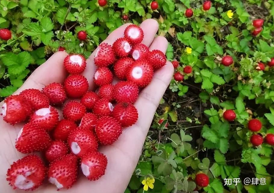 导读:土话叫它蛇泡,过去大人说它是毒蛇的果实,其实是善意的谎言