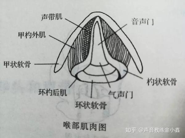 为什么你的声音总是发紧教会你如何进行喉部放松控制