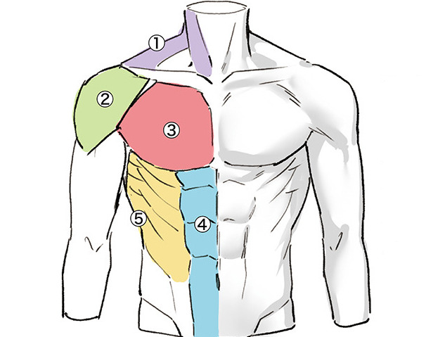教你上半身肌肉的画法教程!