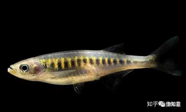 小型观赏鱼紫金斑马鱼