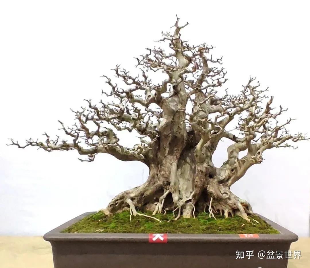 2016中国顶级 松树盆景 这里看