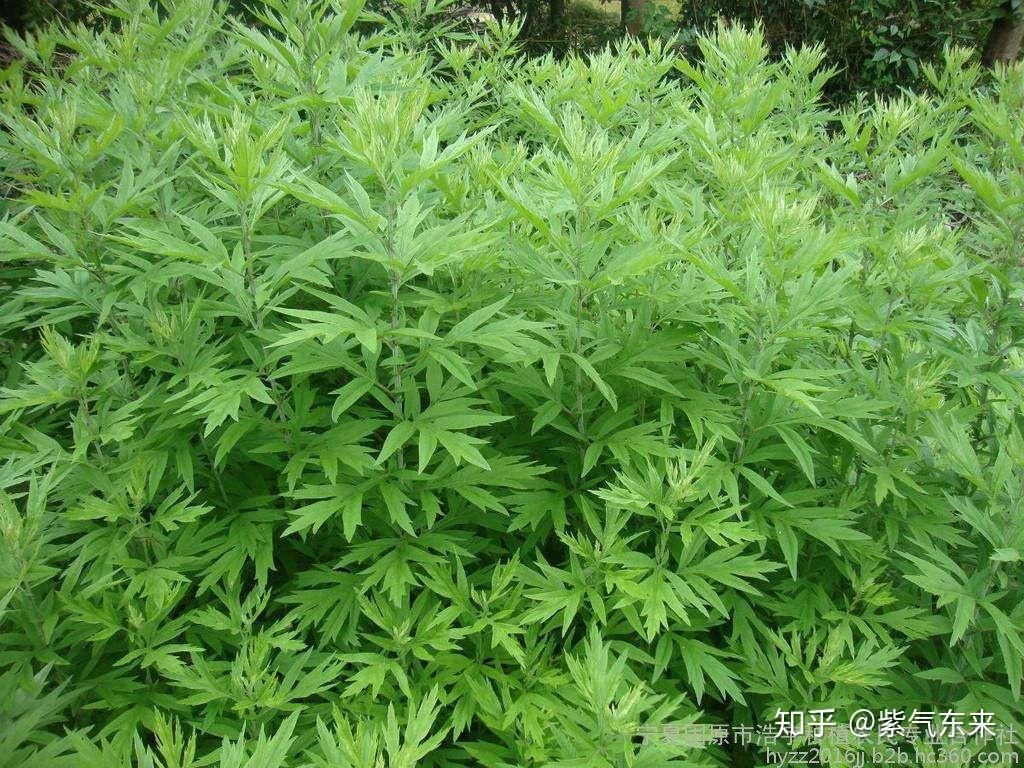 现摘的新鲜野生艾叶