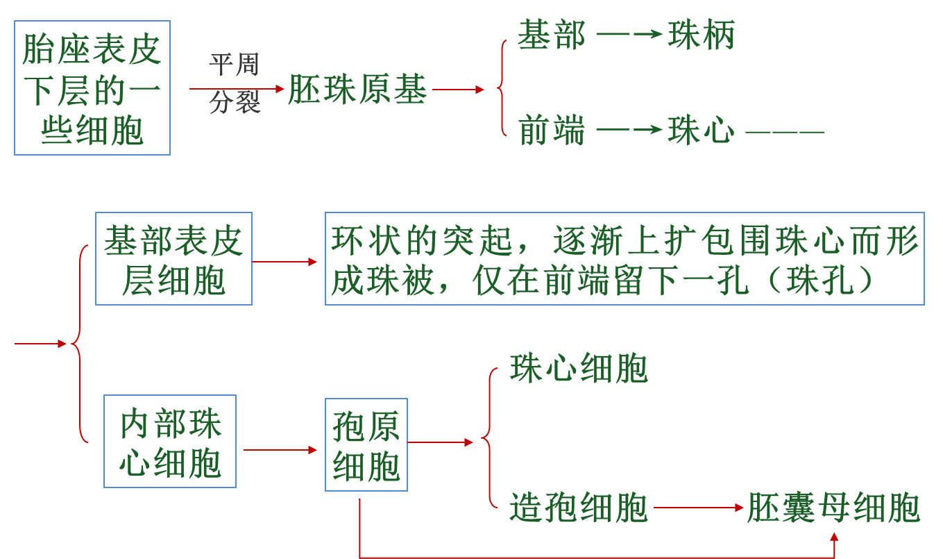 胚珠的发育:·胎座的类型:边缘,中轴,侧膜·胚珠:一般着生在心皮的