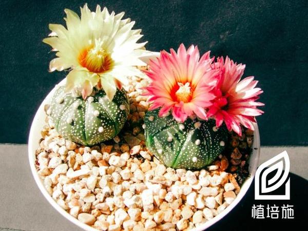 植培施 星球astrophytum Asterias仙人掌 多肉类植物栽培手册 知乎