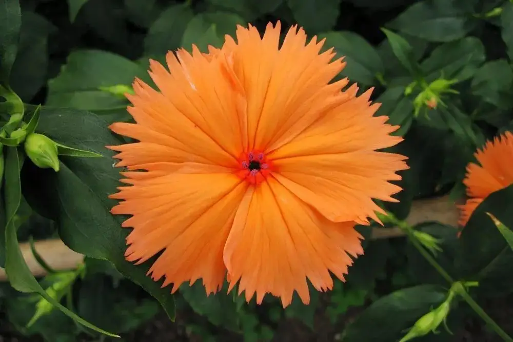 西番莲72.金丝桃花73.翦秋纱花未找到74.十姐妹花75.