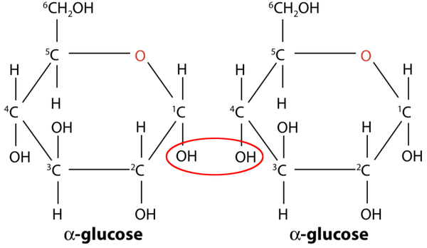 glycosidic图片