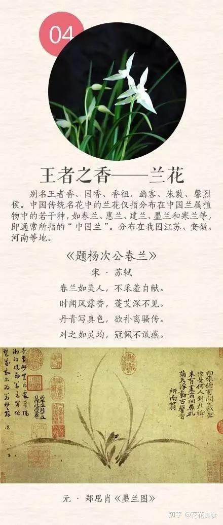 中国十大名花系列王者之香兰花