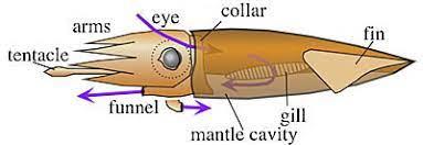 头足类外套膜的结构 睡前软体动物学48 知乎