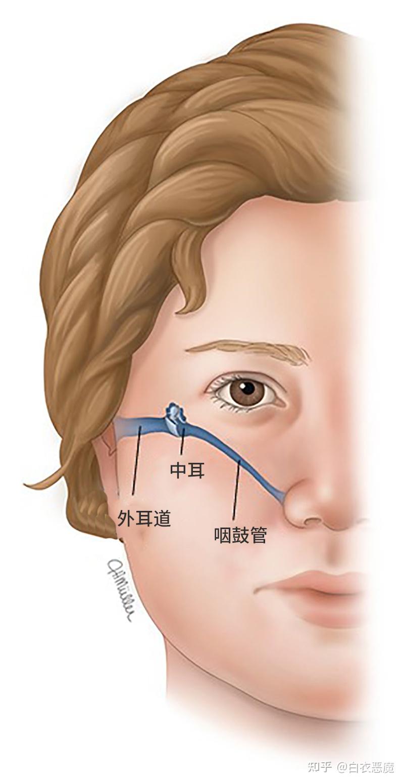 第二節腺樣體肥大有哪些危害腺樣體面容是怎麼樣的