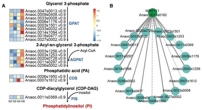 代谢组+转录组分析为腰果树果实发育成熟过程中代谢网络提供见解 - 知乎