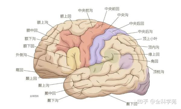 脑叶的功能解剖及病损表现 - 知乎