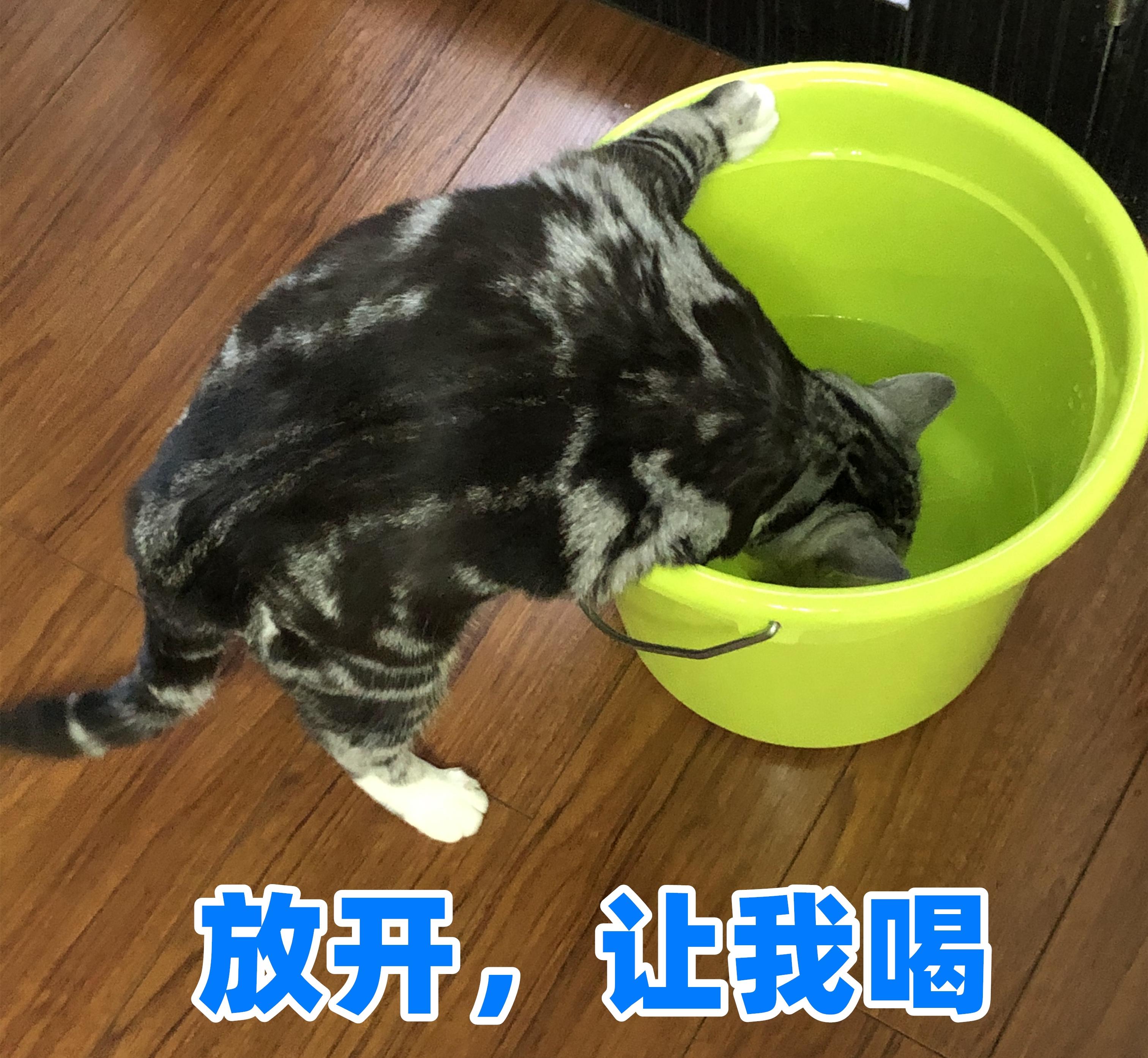科学撸猫第十八课秋天除了猫咪掉毛铲屎官还需要注意67哪些问题