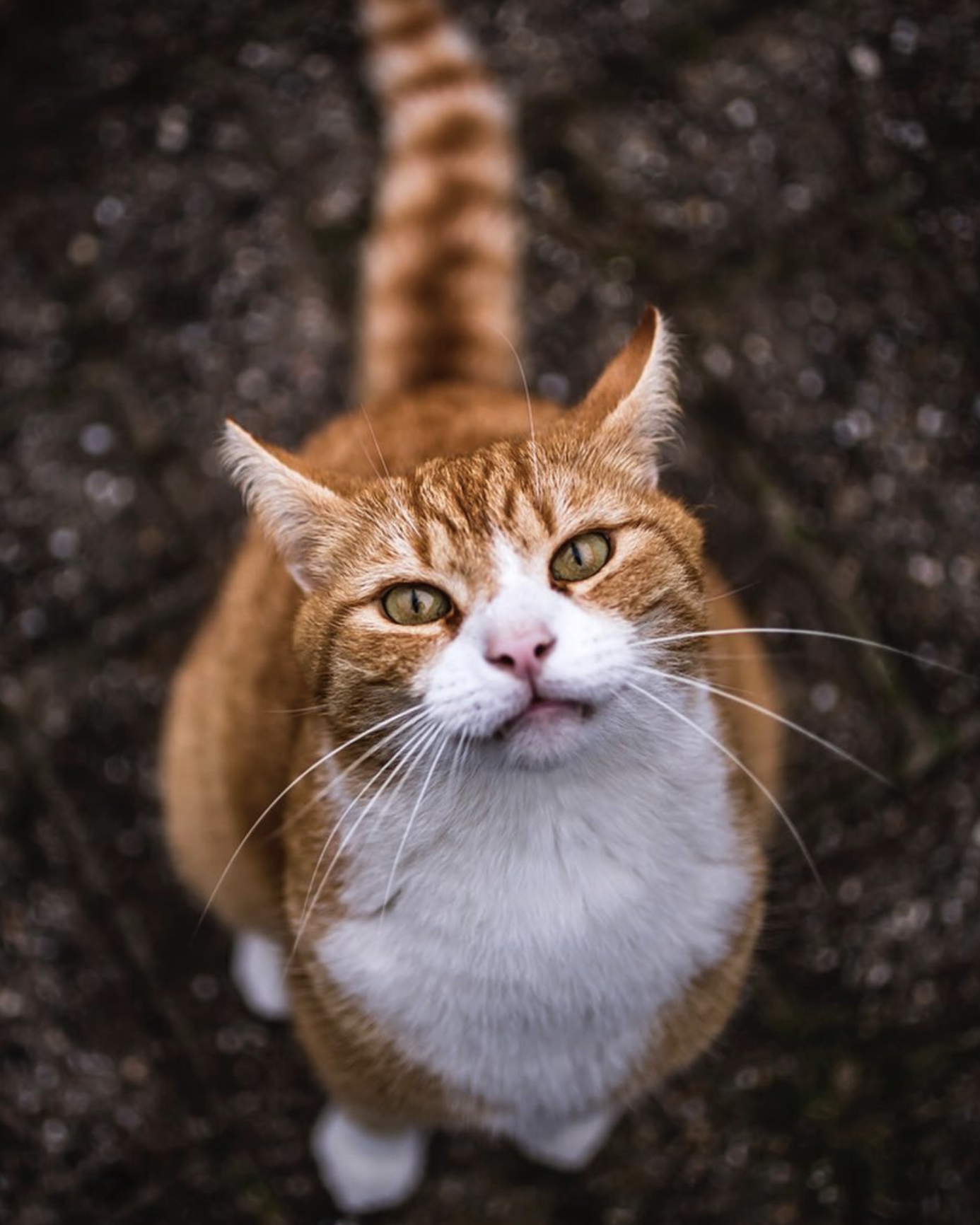 下来了bruce生活在混血猫tommie一个街区的流浪猫周末晚上来吸一只