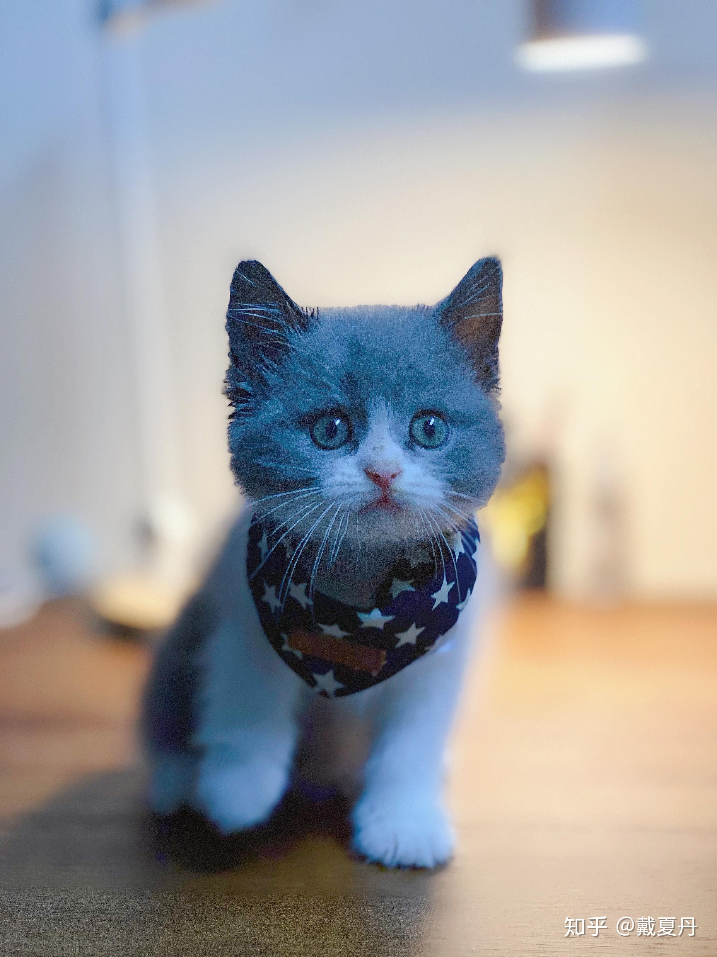 第一次养猫英短蓝白