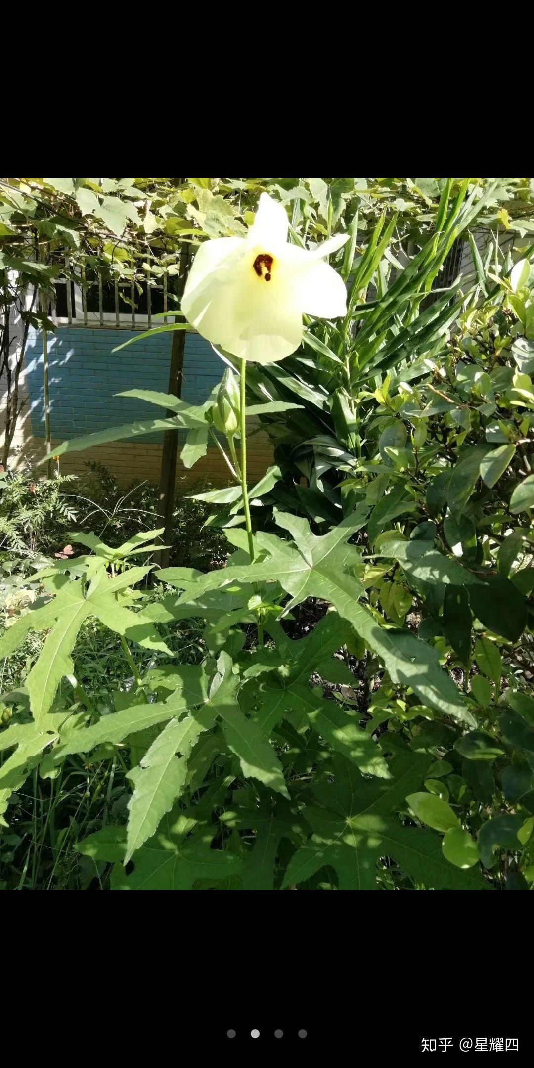 白天开晚上合的花图片图片