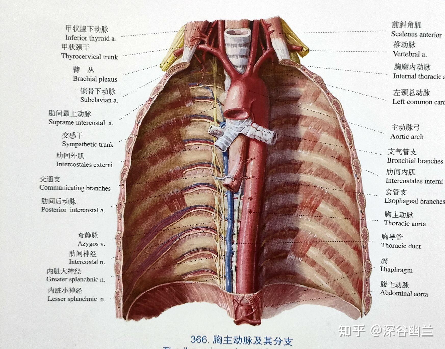 有背闊肌,髂肋肌,有肋下動,靜脈背側支,布有第十二胸神經第一腰神經後