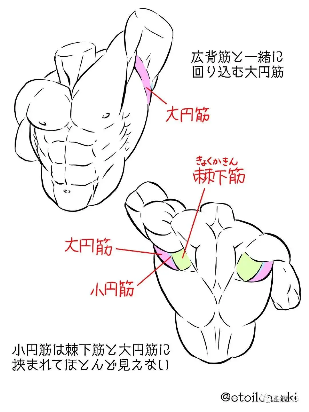 肌肉线条图图片