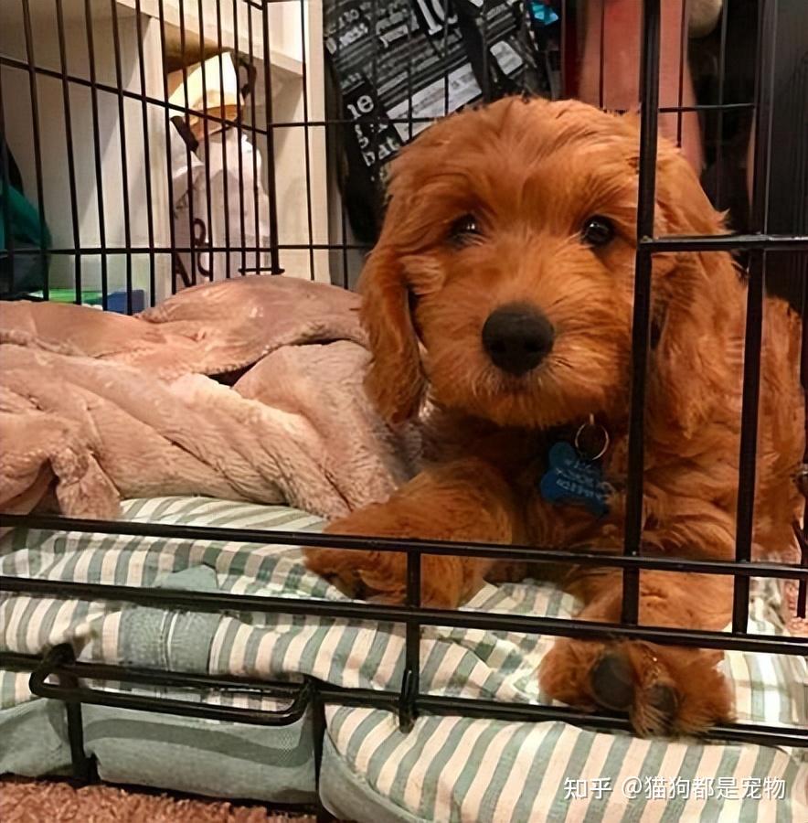 泰迪一生中最害怕什么东西看完你就懂了