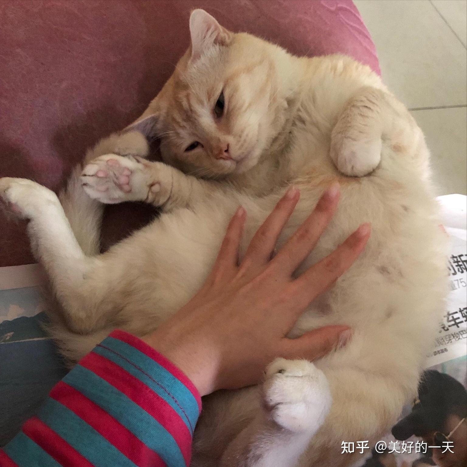为什么猫在你摸肚子时，会突然咬你？ - 知乎