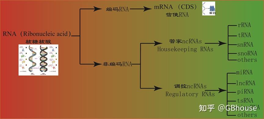 一文浅析非编码RNA起源及功能 - 知乎