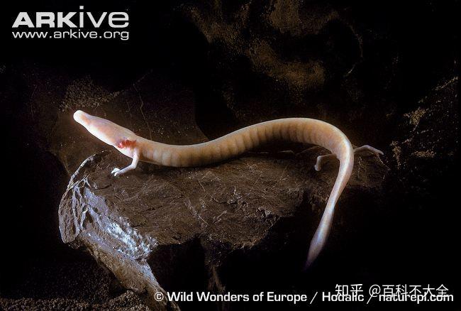 们如愿以偿的看到了六角恐龙的成年款……而且发育成熟的这只六角恐龙