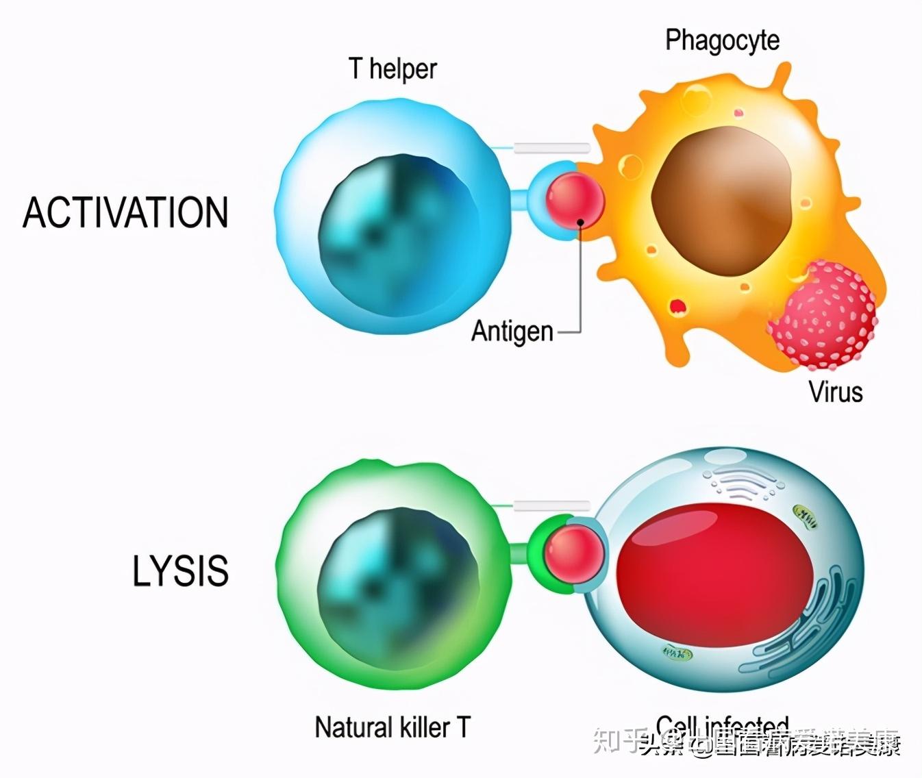 免疫力抵抗力究竟是什么真的可以增强吗