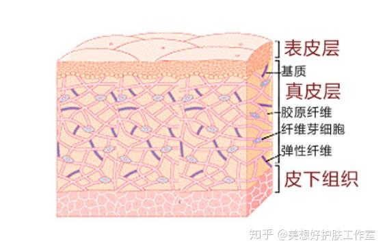 复层鳞状上皮细胞构成.不同部位厚度也不同(0.036-0.