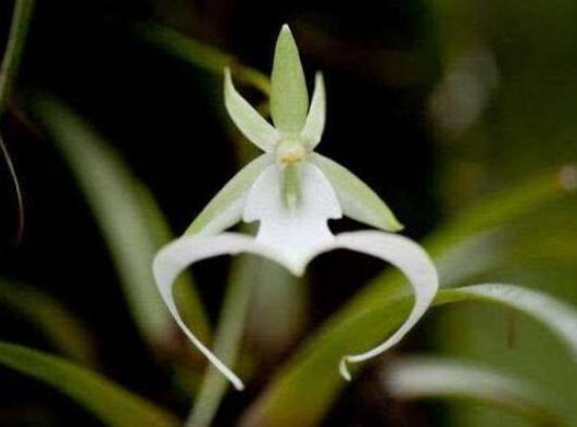 鬼兰长相很奇特 像跳跃状态的青蛙 专家 她是最稀有的兰花 知乎